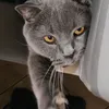 kkamillol