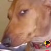 platypussio
