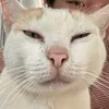 ling_2402