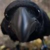 chaotic_corvus