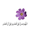 s_h.sedeeq