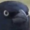 birbyz