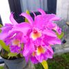 rfebia0302