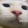 urlenadump