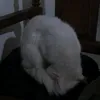 benopo_
