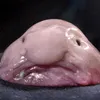 iniminimanimo114514