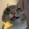 ilovemycatszzz