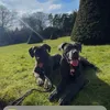 rivercanecorso
