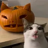 xx_kodokuhayes_xx
