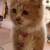 thaozily