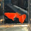 redfish14_