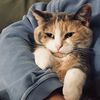 fatherofcatsx2