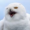hoot_whitwoo