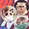 taylorswiftskittens