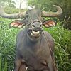 adhi_jr07