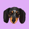 nudli_thedachshund