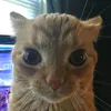 lradhan1