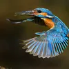 kingfisherhun