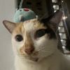 chonkycalico.sg