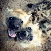 amber.hyena.13