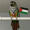 kiwis_mom6