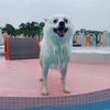ricethespitz