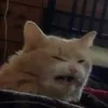 qunminhv