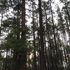 treeinthewoods_