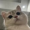 sindyclaudya_