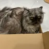 phuongngdowds
