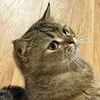 whatarulookingfor00