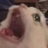 ebeneee0