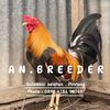 AN breeder
