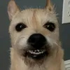 skfxyo