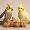 cocktail632