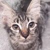wachimeows