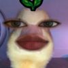 heeeegatau