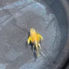 guppybaton