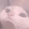 nini_filou