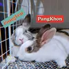 rabbit2pang