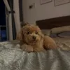 tuongvi199_6