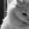 chengggg_02