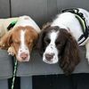 rottenspaniels