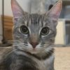 stpidcat
