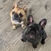 Htowntxfrenchies