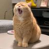 whatthecat55