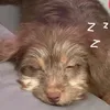 anbinhbebubu