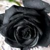 black_roses67