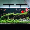 aquariumlight79