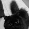 princisspie